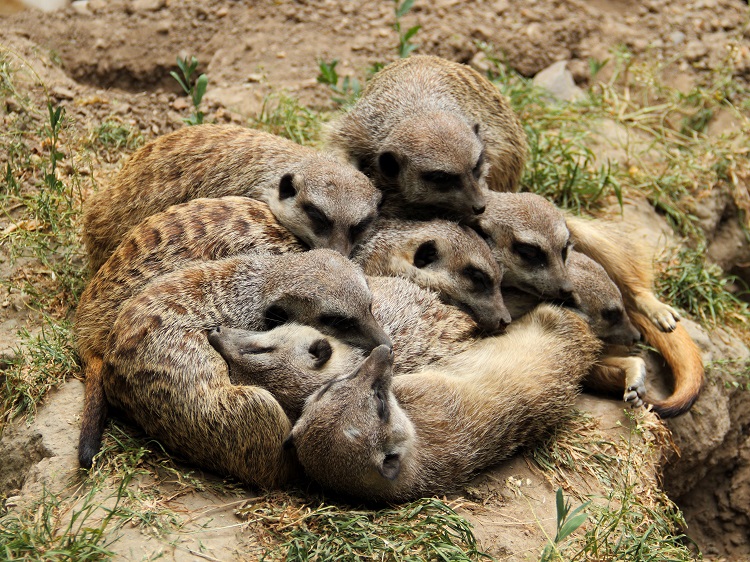 meerkat-gang-sleeping-animal-sleep-facts.jpeg (282 KB)